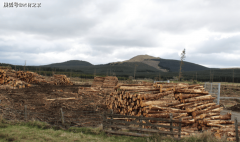 专家预言：将来30年木材需求持续攀升